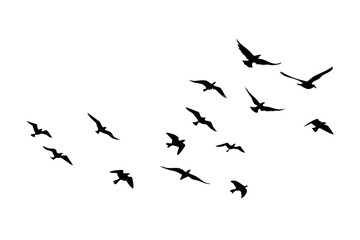 Flock of birds in flight on white background flying 1