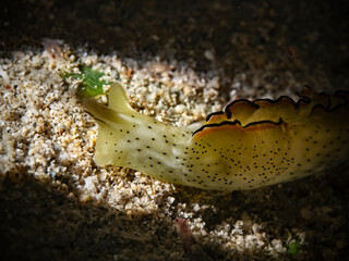 Ornate Sapsucking Slug - Elysia marginata - Dekor-Saftsauger