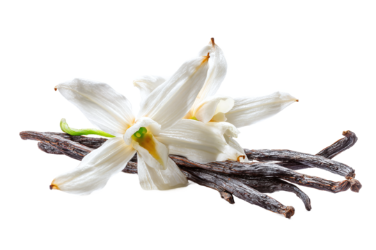 Fresh vanilla flowers and dried vanilla beans, a fragrant spice, isolated on transparent background