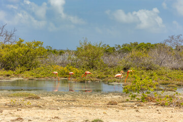 Wild flamingos walking in shallow water on Bonaire Caribbean