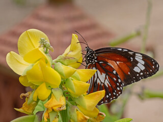 Monarch Butterfly, Monarchfalter (Danaus plexippus)