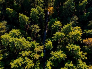 Fototapeta premium Lush Forest Canopy: Sunlight Filtering Through Emerald Green