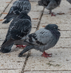 Pigeon standing on the street