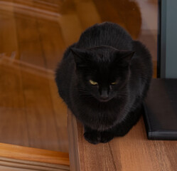 Black cat sitting