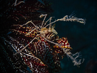 Decorator crab on a feather star