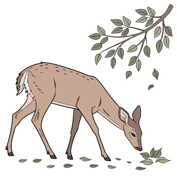 A graceful young deer with brown fur and white tail grazes on fallen leaves near a tree branch with green foliage