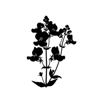 Silhouette of penstemon flowers