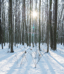 beautiful snowy winter landscape panorama with forest and sun.