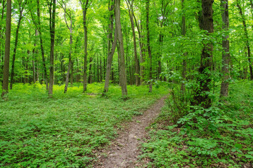 Fototapeta premium green forest background in a sunny day