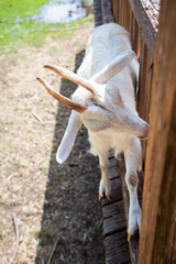 White goat strolling along rustic wooden fence in sunlight