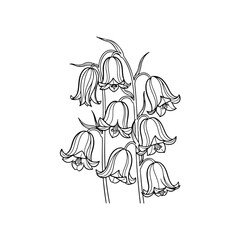 Obraz premium Bellflowers