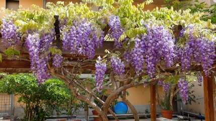 Purple wisteria blooms cascade from a wooden pergola in a garden.