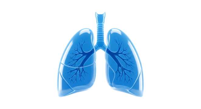 Human lungs anatomy, medical illustration of respiratory system