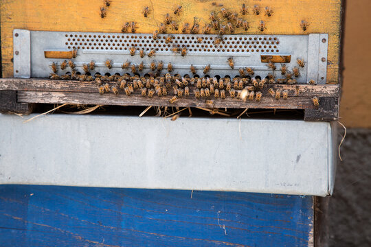 Insects known as bees congregate around their colorful hive