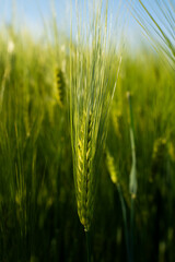 Naklejka premium Barley spike close up with green field and blue sky background