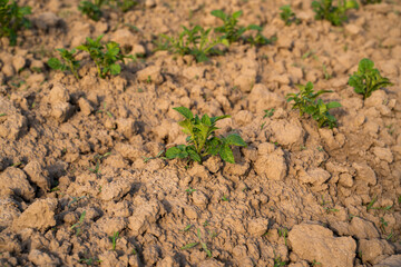 Early stage of potato growth in agricultural field with cracked soil, concept of farming