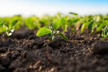 Soybean sprout close up in fertile soil under blue sky