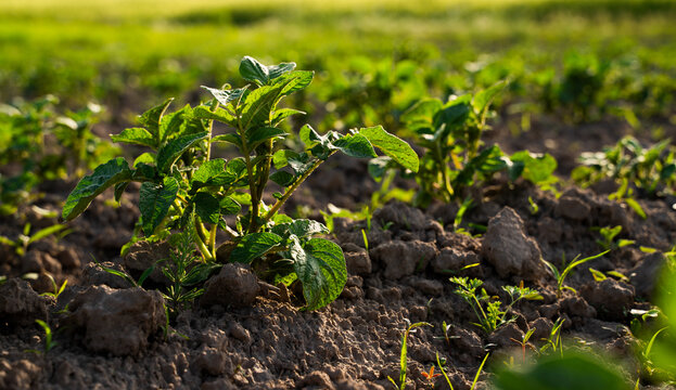 Closeup of potato plants growing in agricultural field at sunset