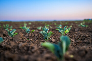 Close macro shot of young cabbage seedling growing from fertile soil in field at sunrise