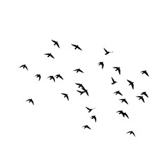 A flock of silhouetted birds soaring against a white background