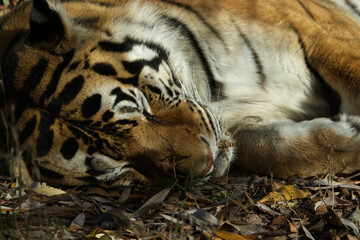 A Siberian tiger (Panthera tigris altaica) sleeping on autumn leaves strewn along the ground. 