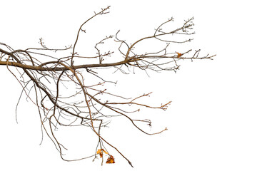 Photo of a natural oak branch with leaves on a transparent background