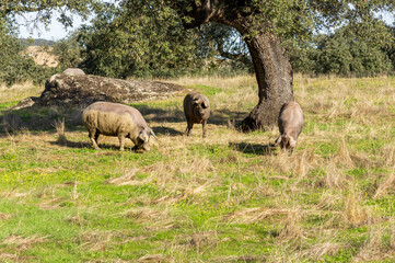 Fototapeta premium The Montanera: Authentic image of Extremaduran livestock tradition in pig farming.