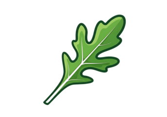 A vibrant green arugula leaf, showcasing its distinct lobed shape and fresh texture, isolated on transparent background