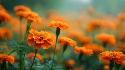 Vibrant orange marigold flowers create a soft, enchanting backdrop for greeting card designs