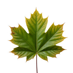 Fototapeta premium Single vibrant maple leaf showing early autumn colors isolated on transparent background