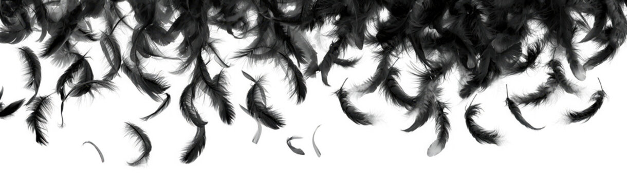 Black feathers falling and scattering against a clean transparent background, creating a dynamic and ethereal pattern, isolated on transparent background