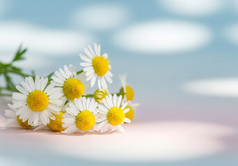 daisies on a blue background