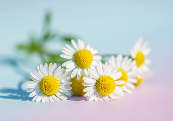 daisies on a blue background
