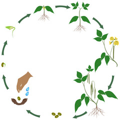 Life cycle of mung bean plant on a white background..eps
