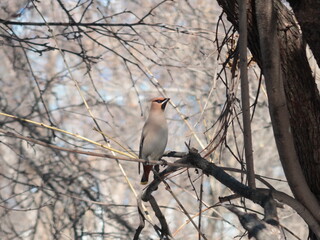 a whistler on a branch