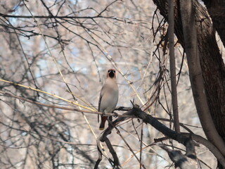 bird on a tree branch