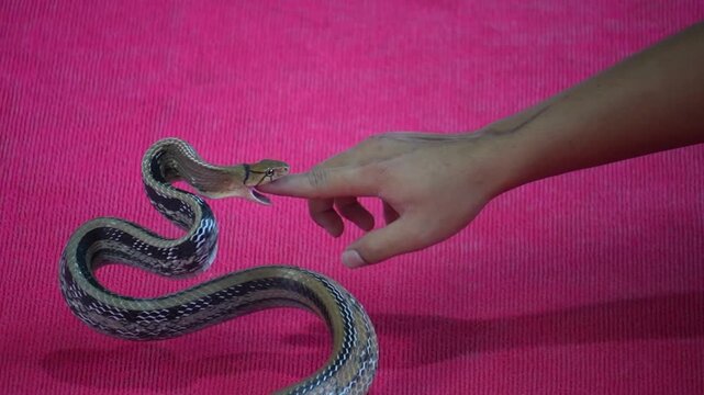 Krabi, thailand - Dec 24 2024: a Cobra show in thailand 