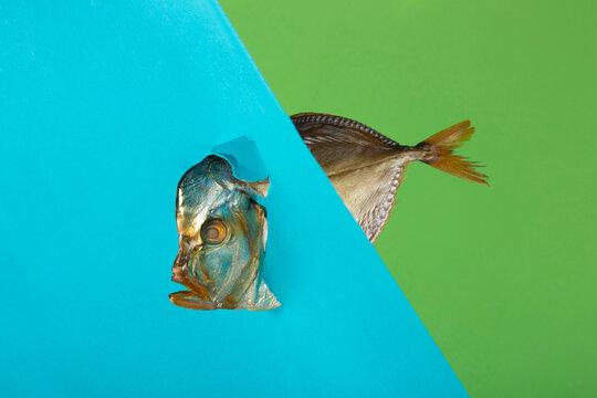 The head and tail of the smoked sea fish peeking out of colored paper - Powered by Adobe