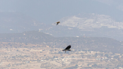 Common Kestrel (Falco tinnunculus) Chasing a Hooded Crow (Corvus cornix) in Limassol, Cyprus
