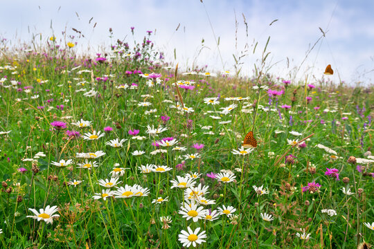 Flowers of daisies and wildflowers on meadow in summer. Orange butterfly over summer meadow with daisies and wildflowers