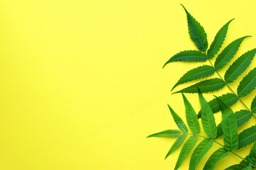 Green leaves on a yellow background. Frame of green leaves. Floral  background. Flat lay, top view, copy space.