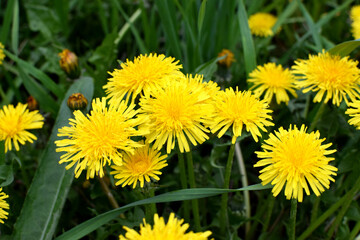 A field of yellow dandelions in summer. Taraxacum officinale, the medicinal dandelion.