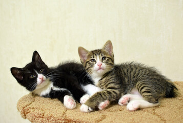 These cute, fluffy tabby and black-and-white kittens are domestic. These are Kurilian Bobtail kittens with short tails.