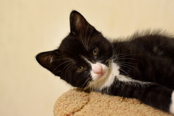 A cute, fluffy, black-and-white domestic kitten. These are Kurilian Bobtail kittens with a short tail.
