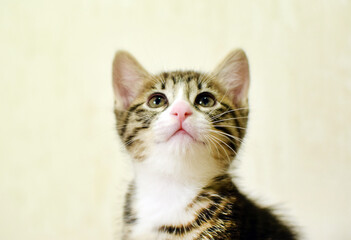A cute, fluffy, tabby domestic kitten. These are Kurilian Bobtail kittens with a short tail.