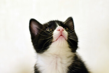 A cute, fluffy black and white domestic kitten. These are Kurilian Bobtail kittens with a short tail.