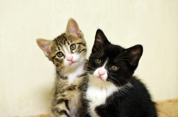 These cute, fluffy tabby and black-and-white kittens are domestic. These are Kurilian Bobtail kittens with short tails.