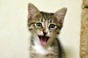 A cute little fluffy tabby kitten yawns comically. This is a Kurilian Bobtail kitten with a short tail.