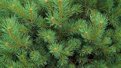 Closeup of evergreen pine trees