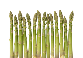A row of fresh green asparagus spears standing upright, isolated on transparent background